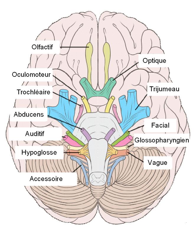 Schéma du cerveau avec les différentes zones. Parmi eux, se trouve  le cortex optique.