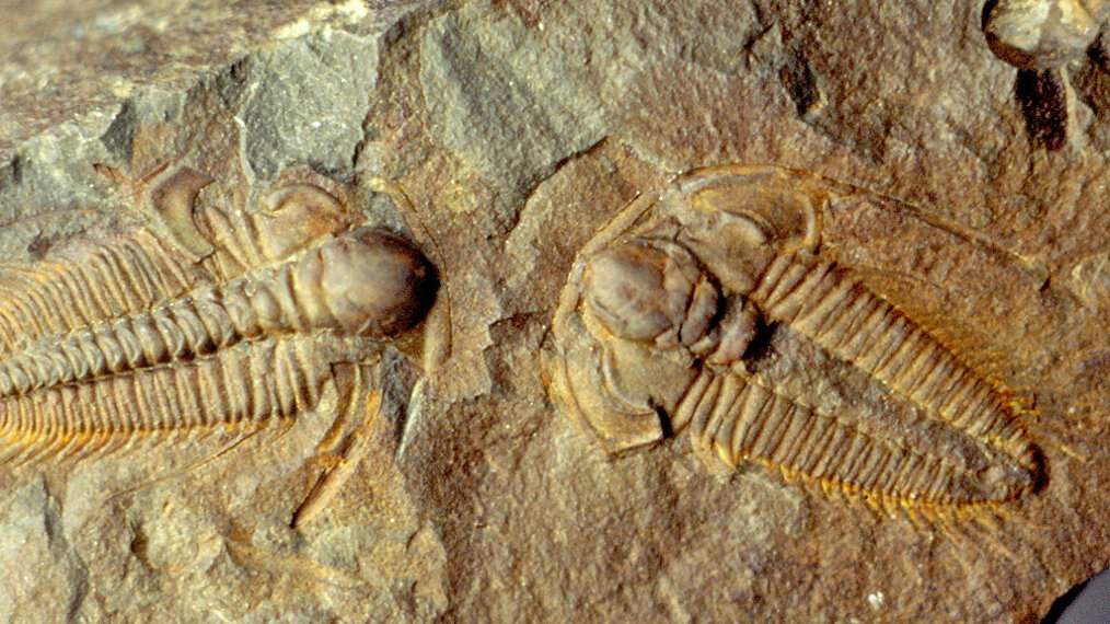 deux fossiles de trilobites