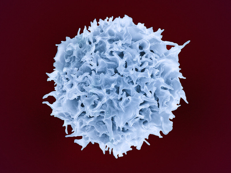 Lymphocyte T.