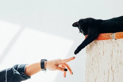 Métiers avec les animaux : à quoi tu dois t’attendre 