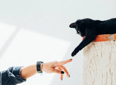 Métiers avec les animaux : à quoi tu dois t’attendre 