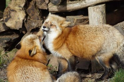 Éthologue : entre science et passion des animaux 