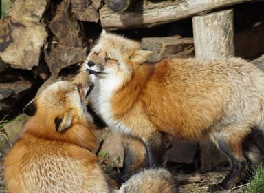 Éthologue : entre science et passion des animaux 