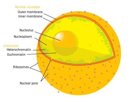 Schéma d’une cellule