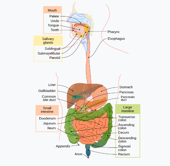 Schéma du système digestif.