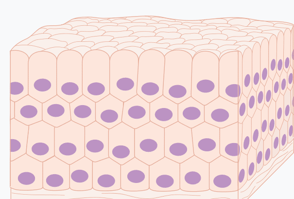 Schéma d’un tissu