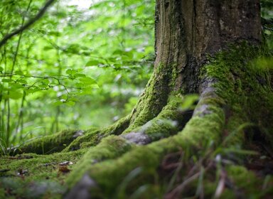 Fiche de lecture Mes Forêts d’Hélène Dorion 