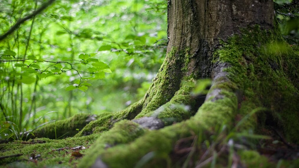 mes forêts